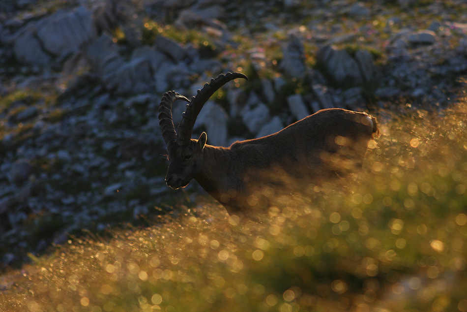 Steinbock im Abendlicht