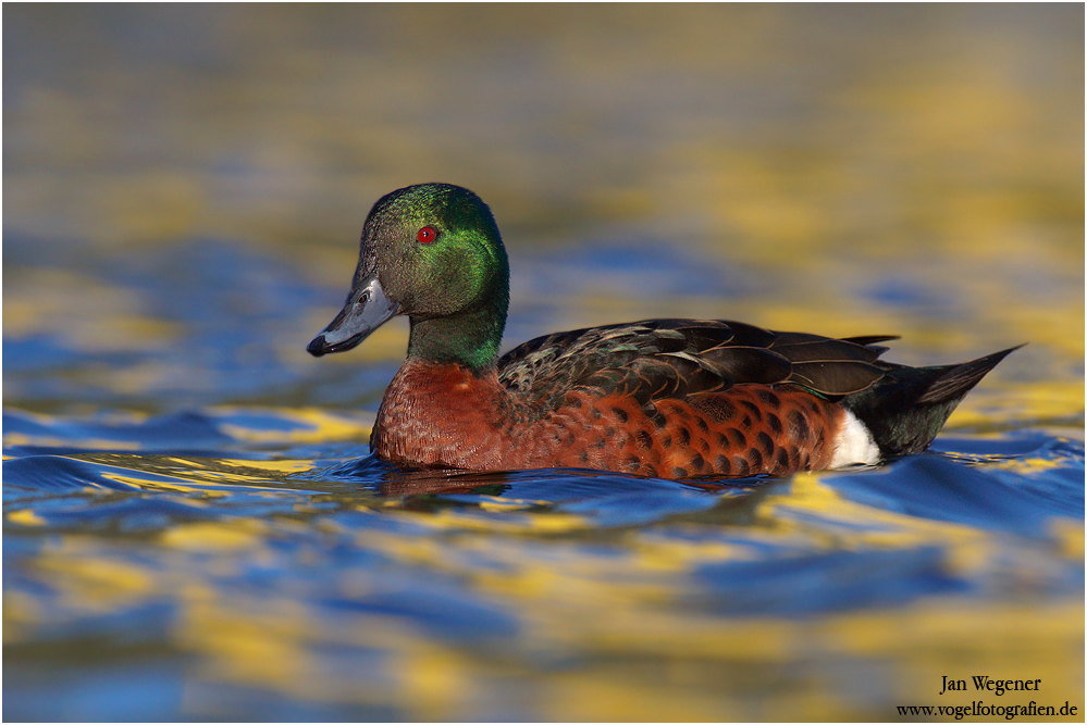 Kastanienente (Anas castanea) Chestnut Teal