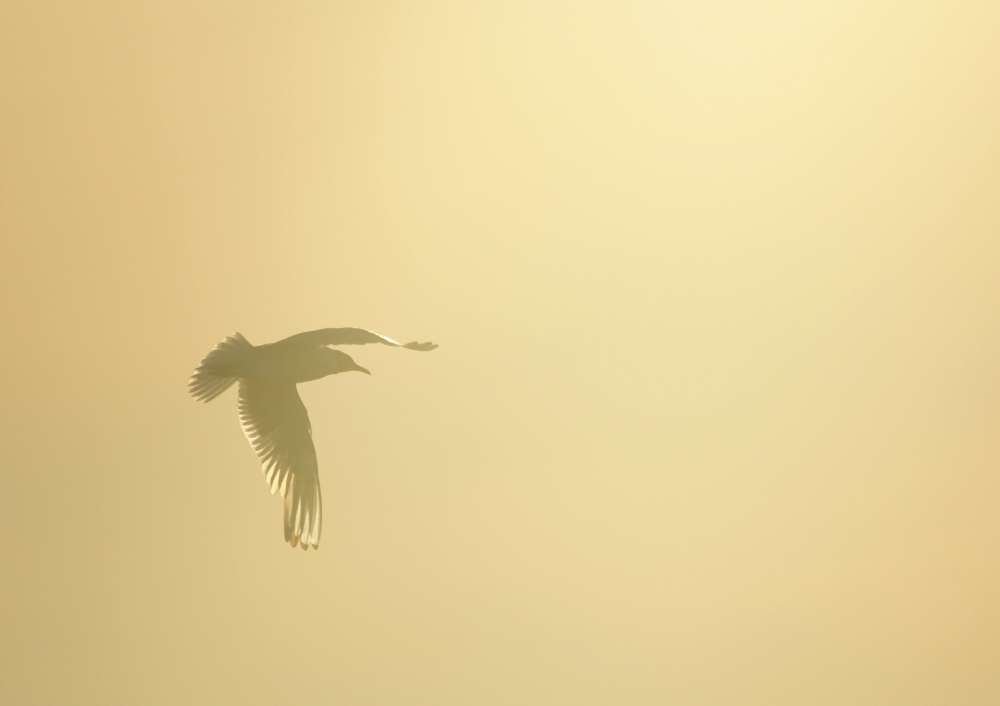 Sonnenmöwe
