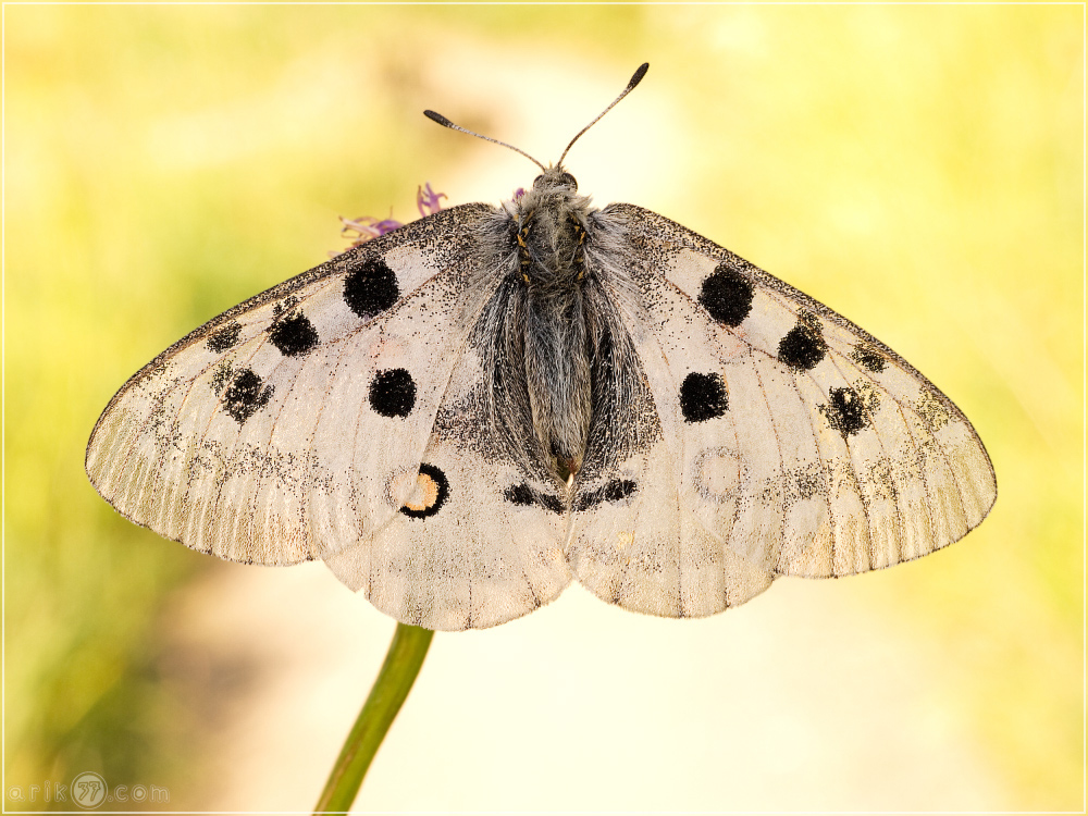 Roter Apollo - Parnassius apollo