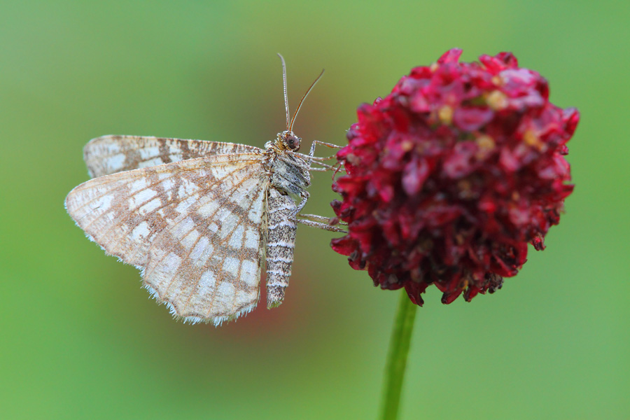 Kleespanner (Semiothisa clathrata)