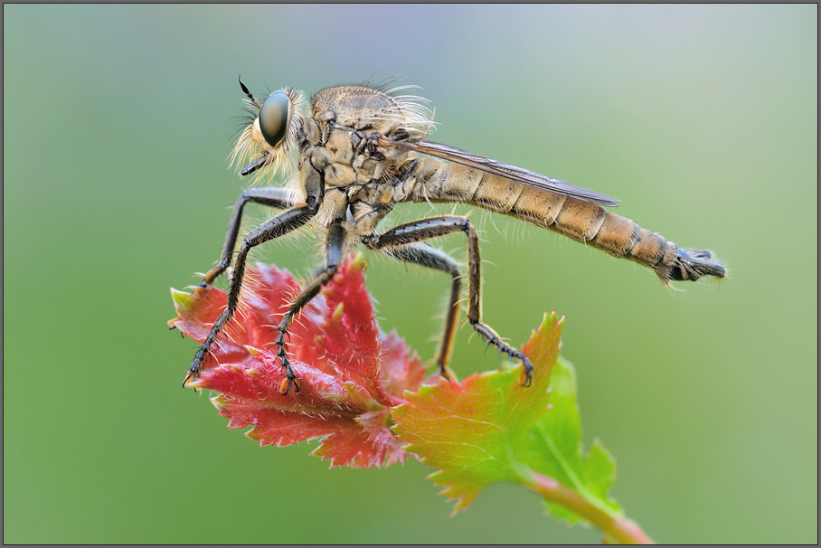 Schlichte Raubfliege