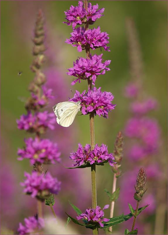 ~ mit Schmetterling ~