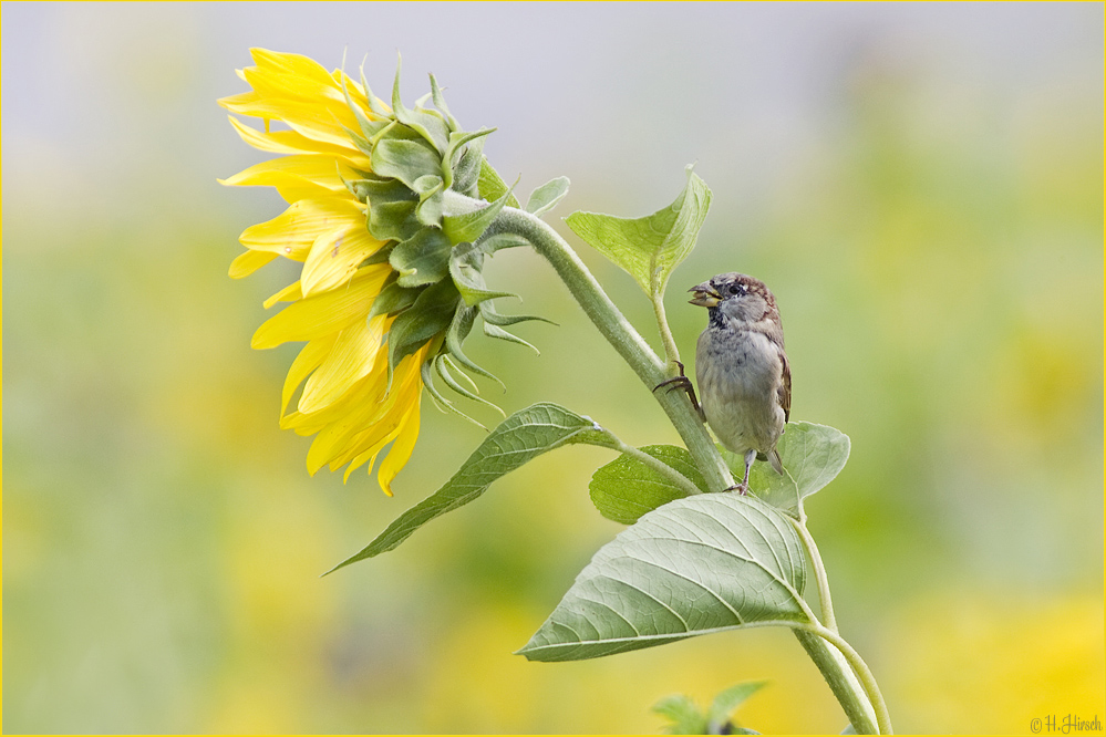 ~Yellow Sparrow~