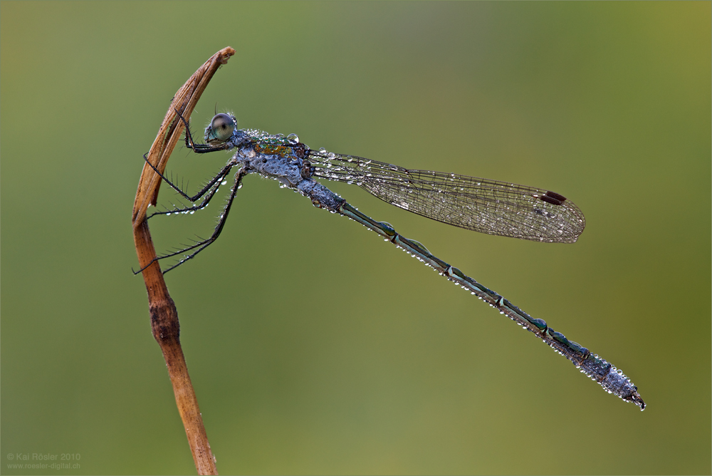 Lestes sponsa