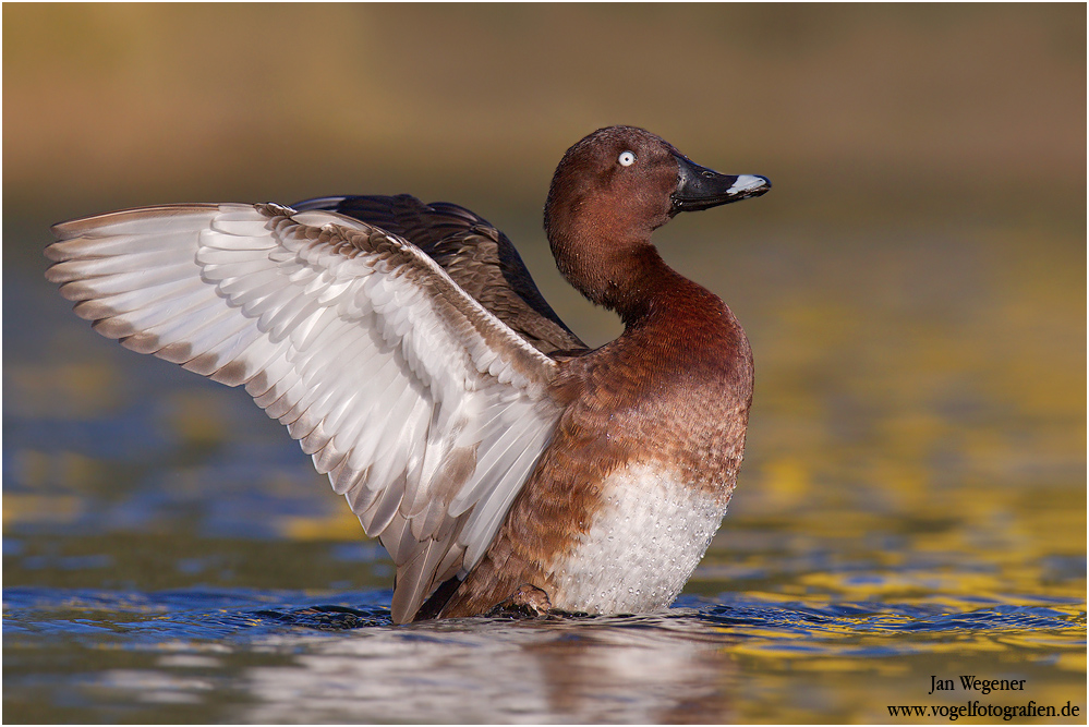 Australische Moorente (Aythya australis) Hardhead