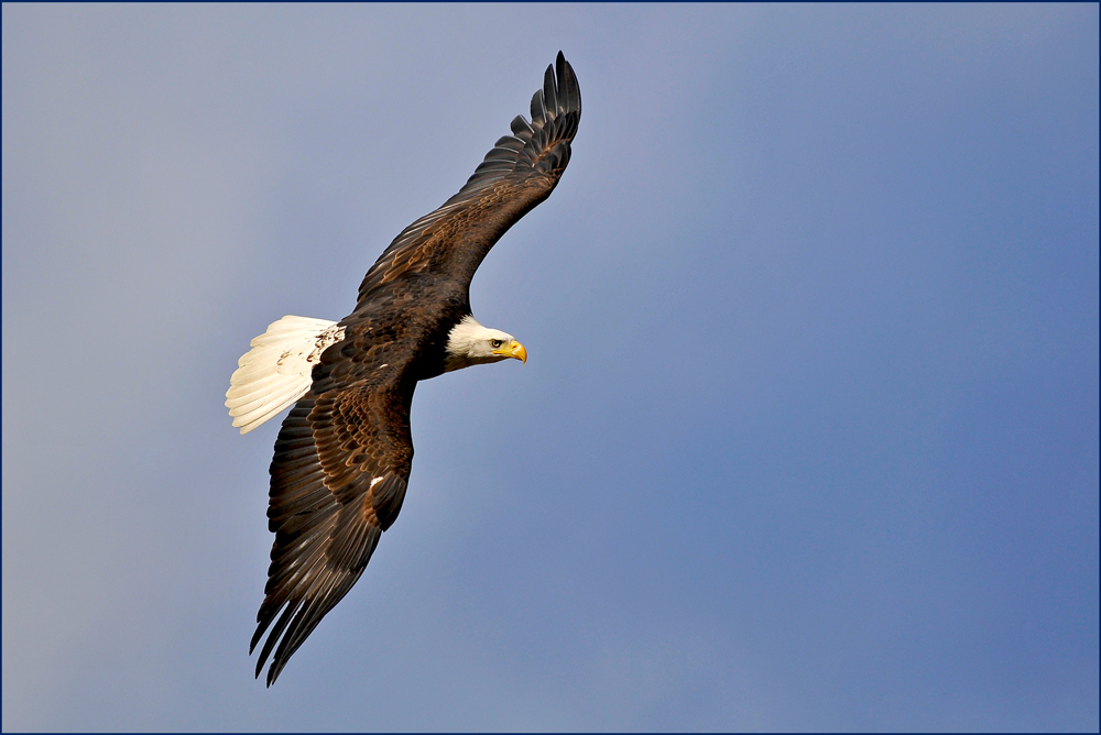 Flying Eagle
