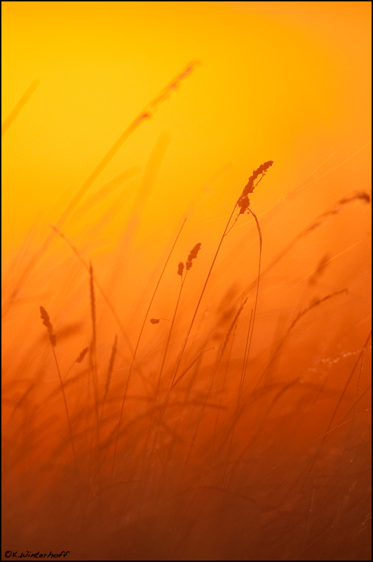 ~Sonnenaufgang im Sumpf~