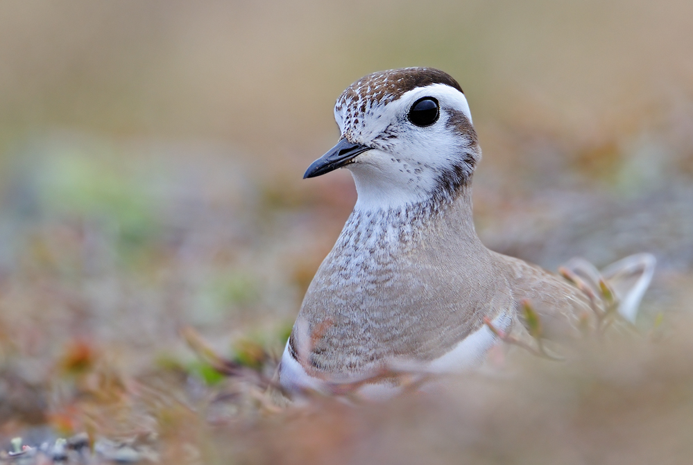 "Lahol" auf dem Nest