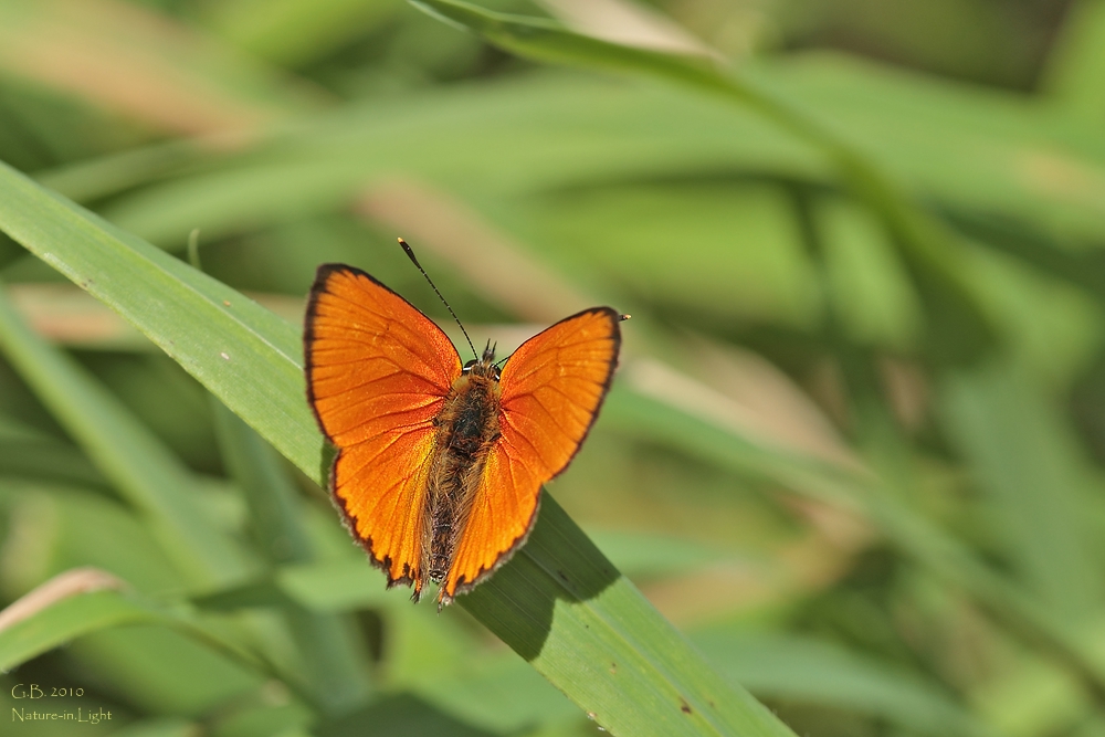 Dukatenfalter ♂