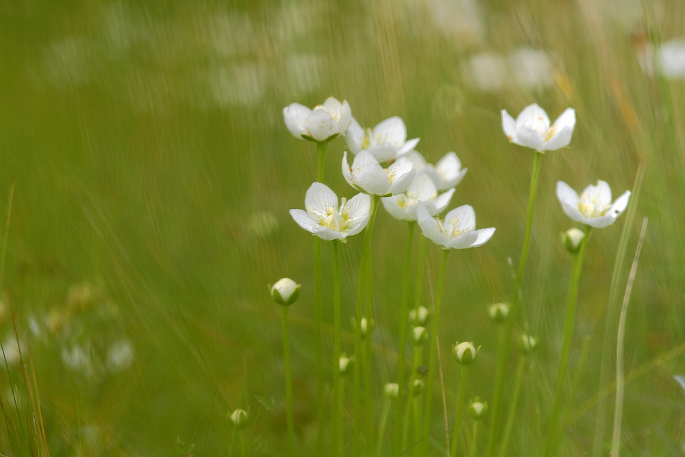 Parnassia II