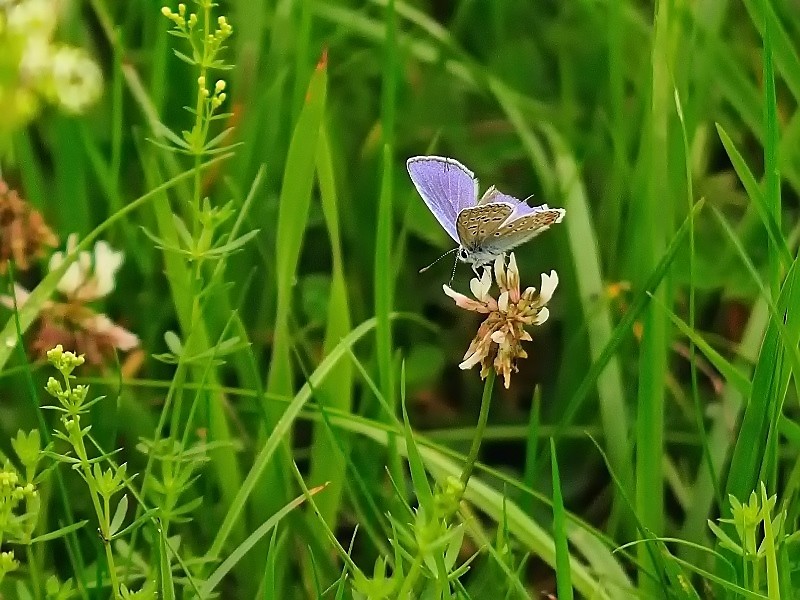 Blaues im Grünen