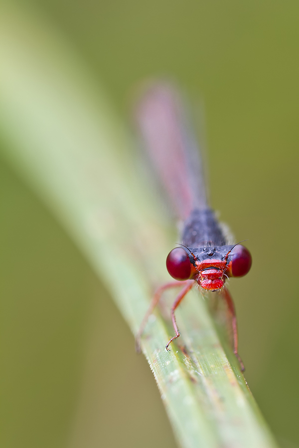 Scharlachlibelle (Ceriagrion tenellum)