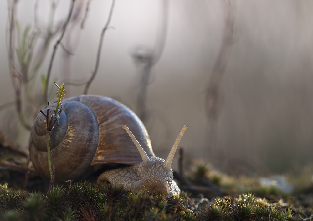 Inselschnecke