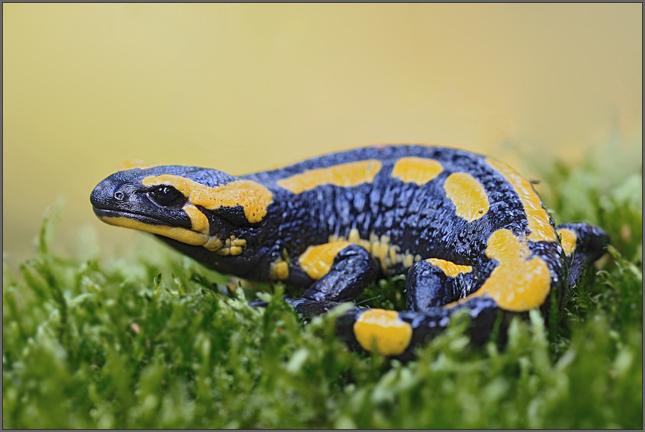 Feuersalamander