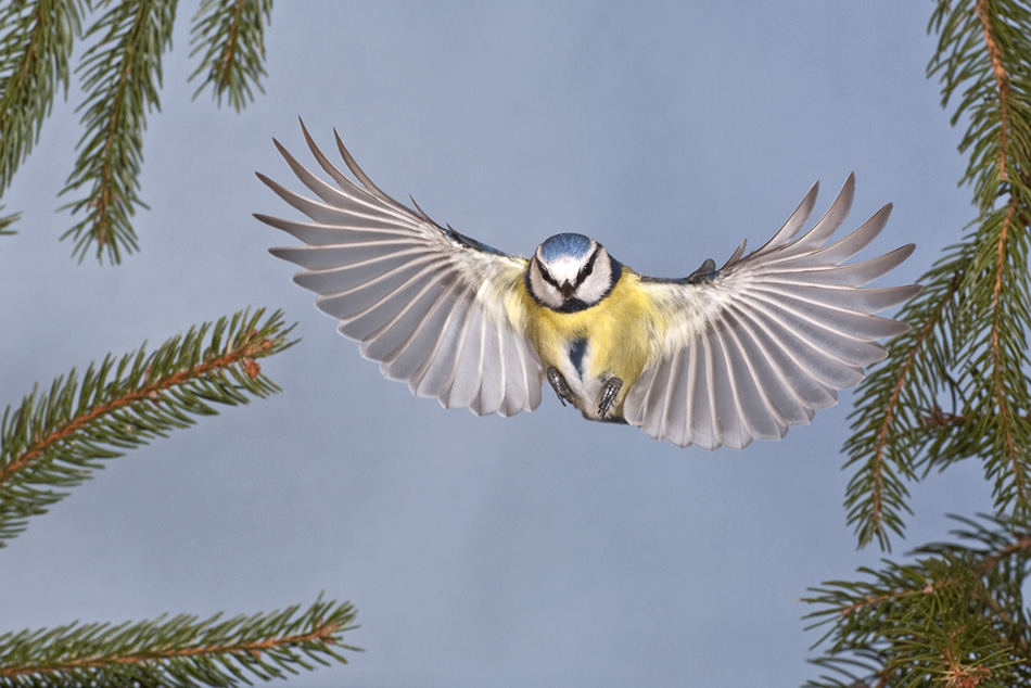 Blaumeise im anflug