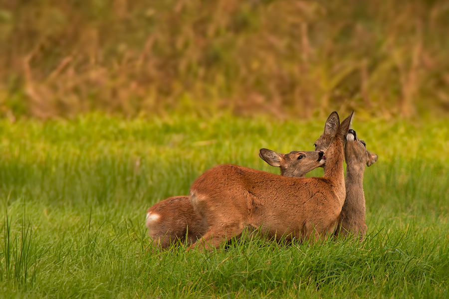 Familie