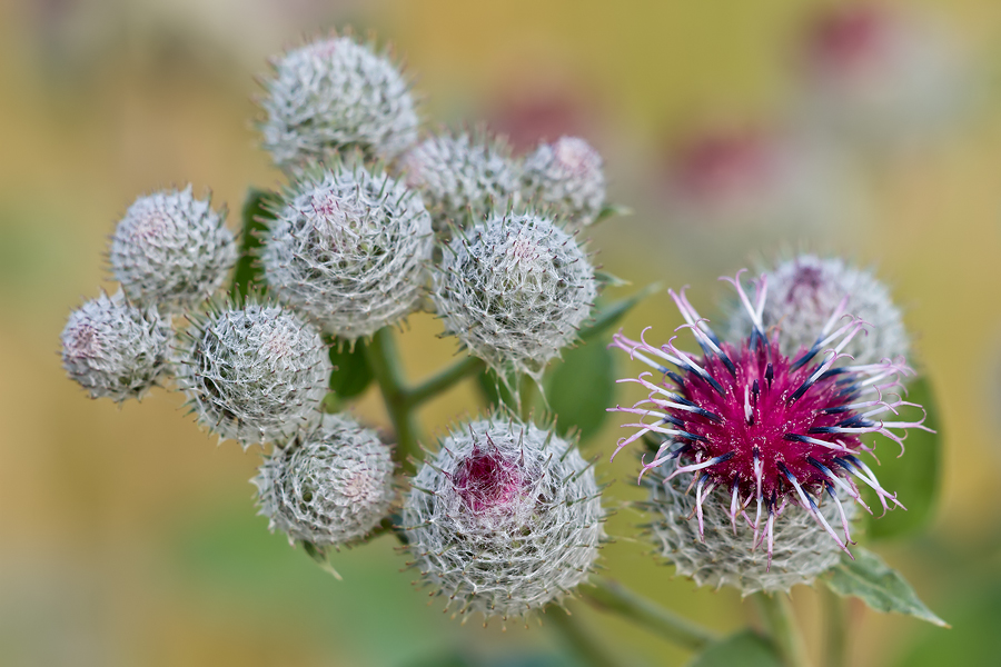 Filz-Klette (Arctium tomentosum)