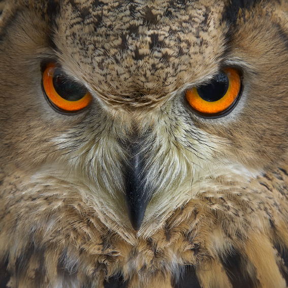 Schau mir in die Augen...Felicitas