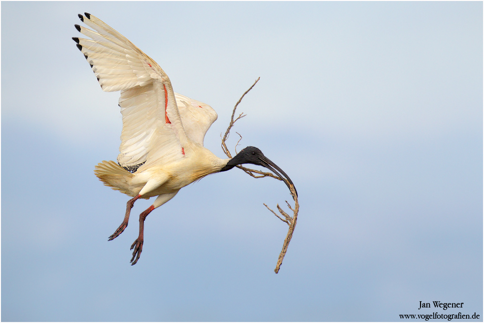 Molukkenibis (Threskiornis molucca) Australian White Ibis