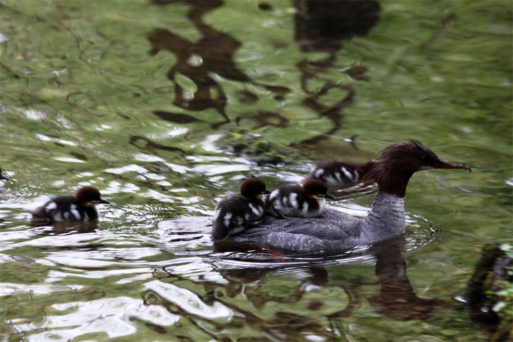 Huckepack auf der Mamas Rücken