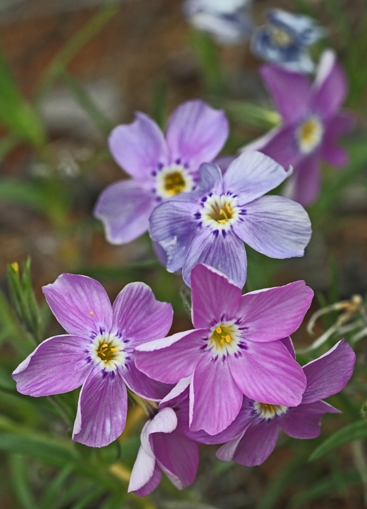 Jakutischer Polsterphlox...