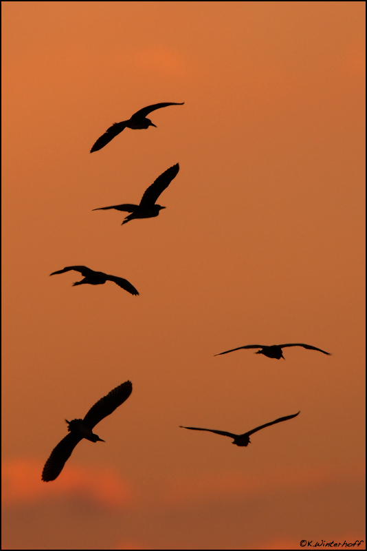 ~Abendflieger~