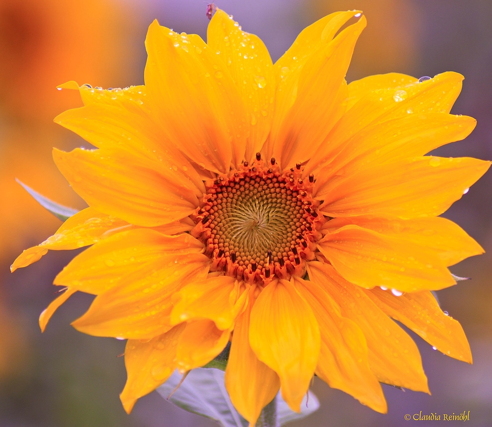 Regenblume