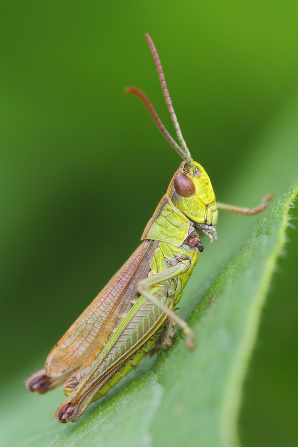 Kleine Goldschrecke