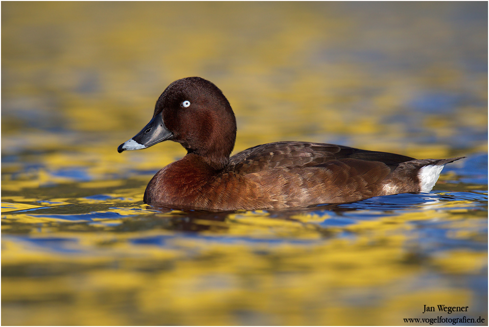 Australische Moorente (Aythya australis) Hardhead