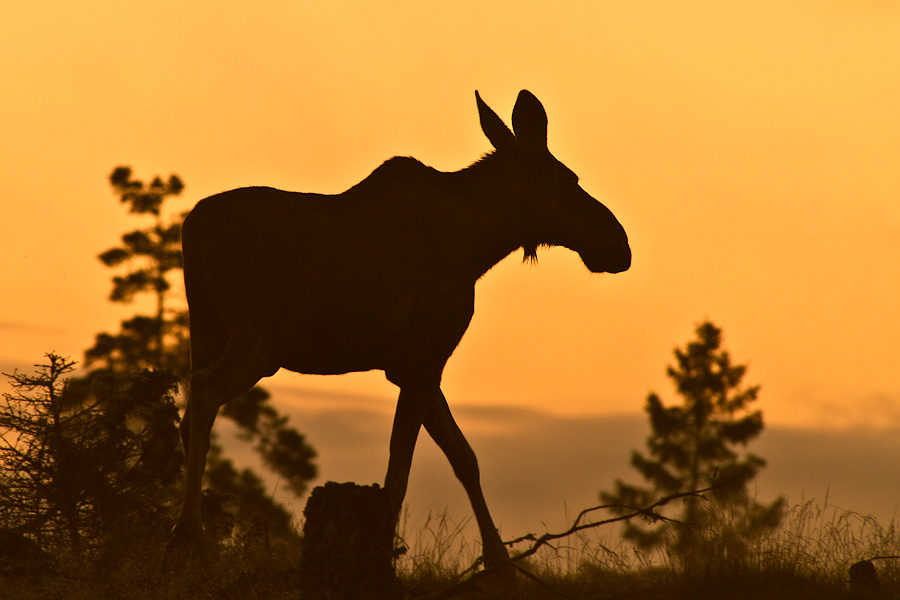 Silhouette