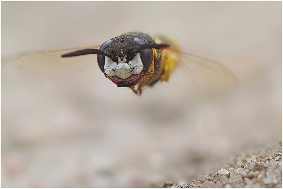 Bienenwolf  (Philanthus triangulum) ND