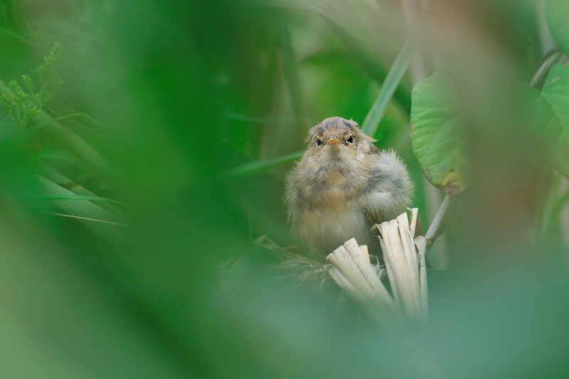 "Blick durch