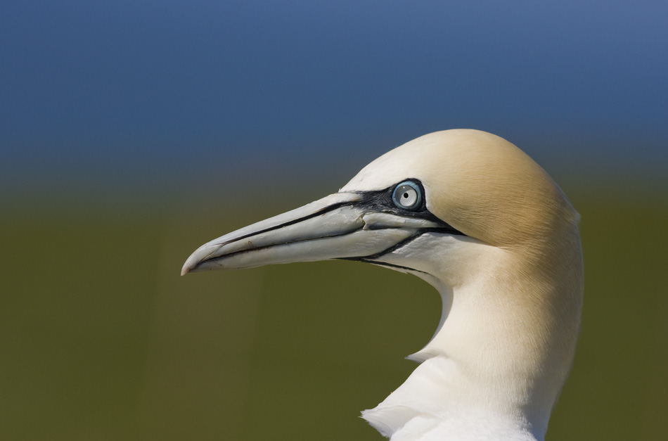 Basstölpel Portrait