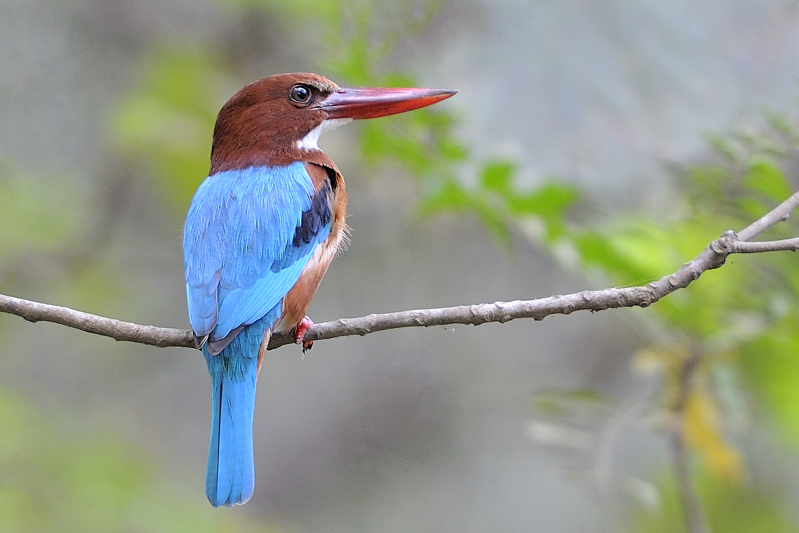 kingfisher