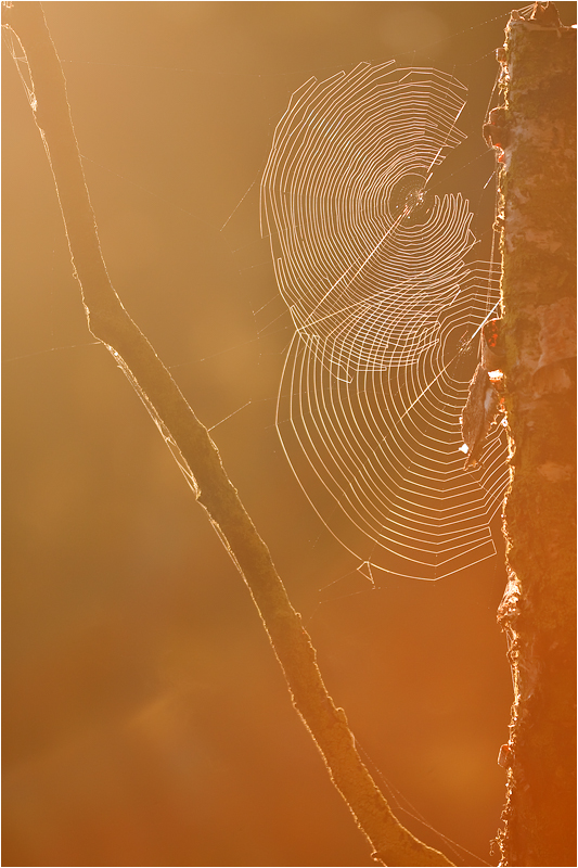 Altweibersommer (Forum für Naturfotografen)