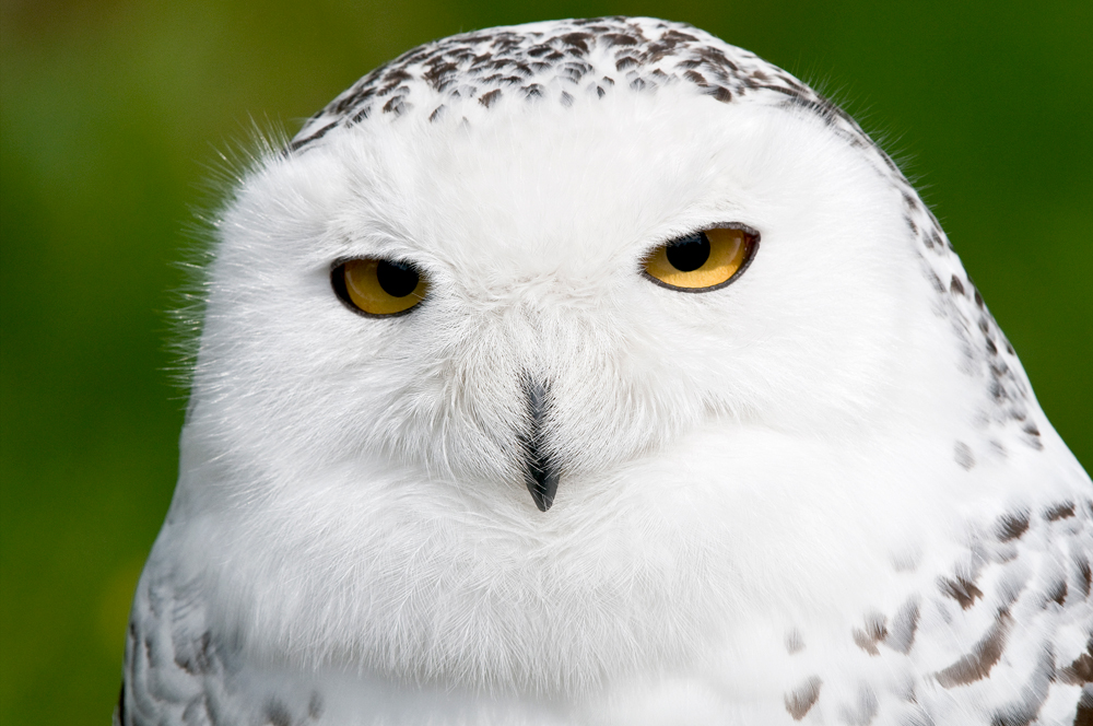 Der Blick