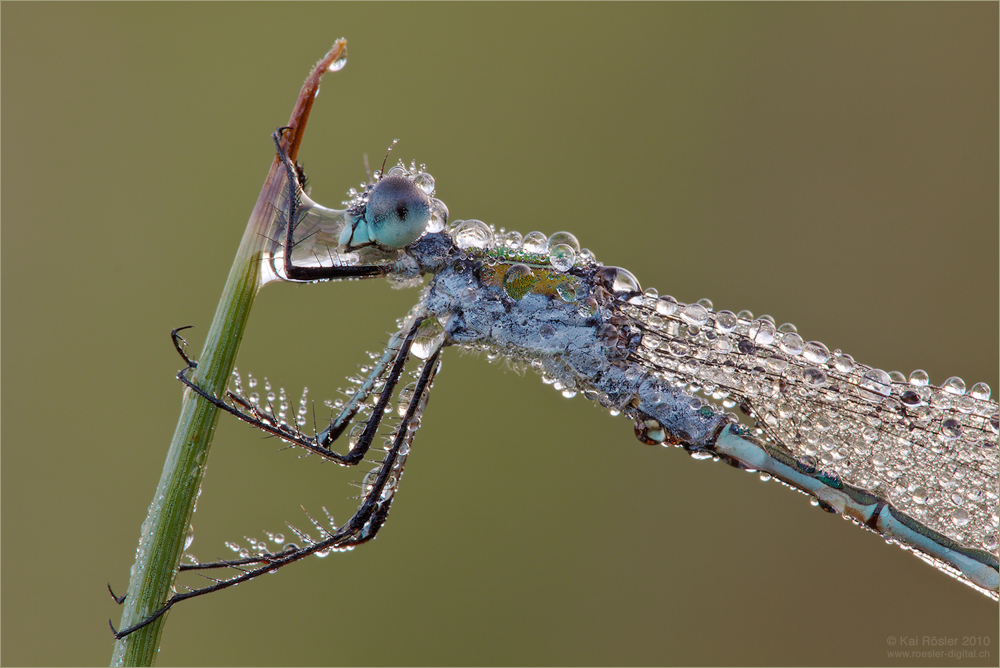 Wasserträger