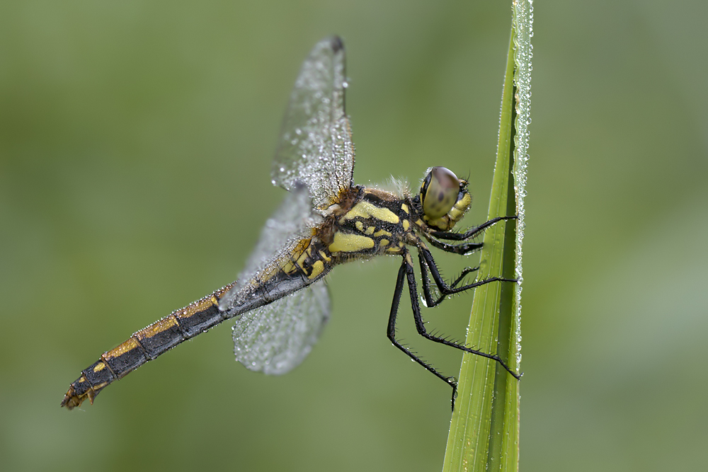 Schwarze Heidelibelle