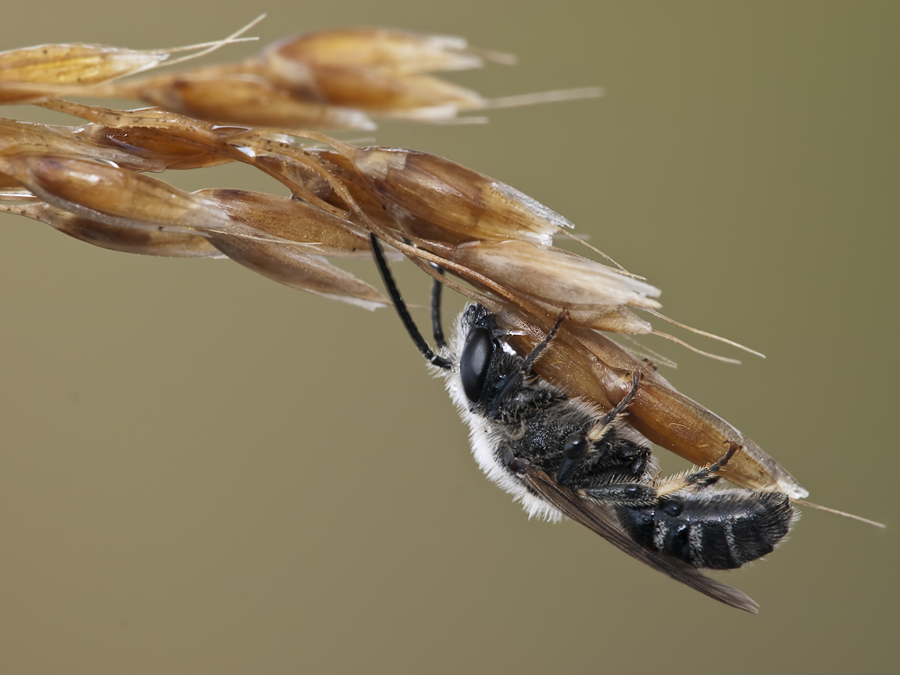 Gemeine Furchenbiene ( Lasioglossum calceatum)