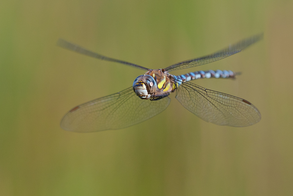 Aeshna mixta