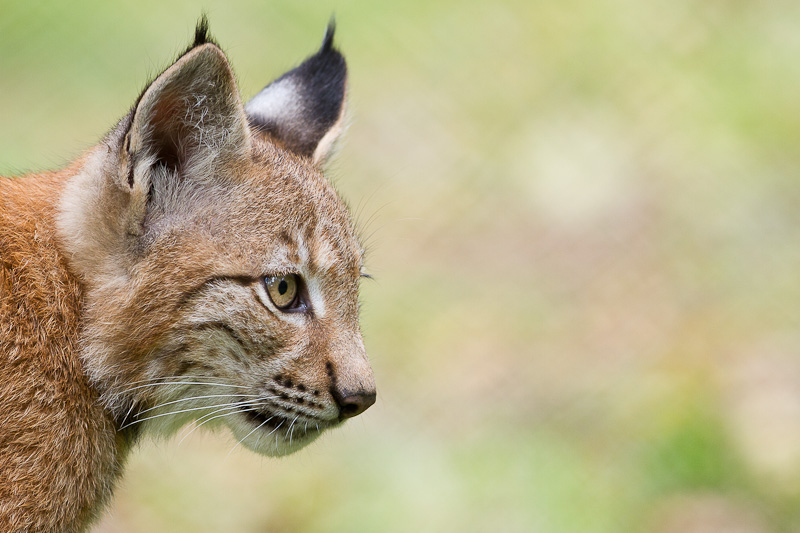 Junger Luchs