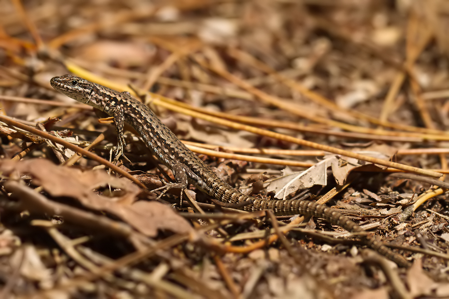 Waldeidechse (Zootoca vivipara)