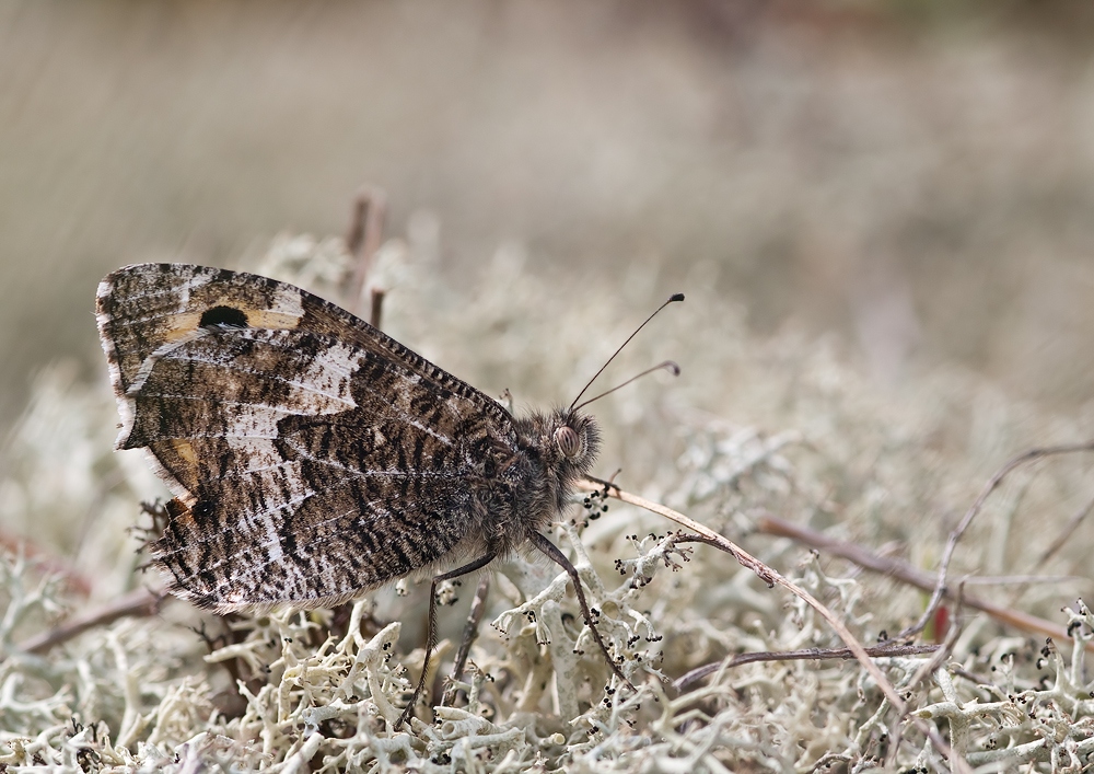 Rostbinde (Hipparchia semele)