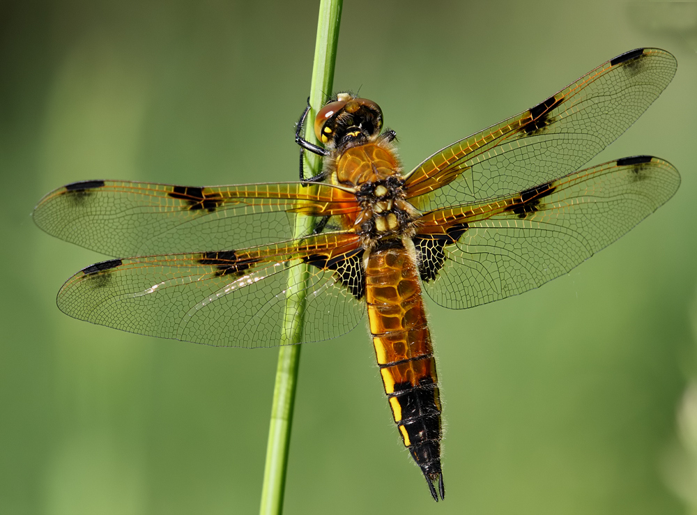 Vierfleck Libelle (Libellula quadrimaculata)