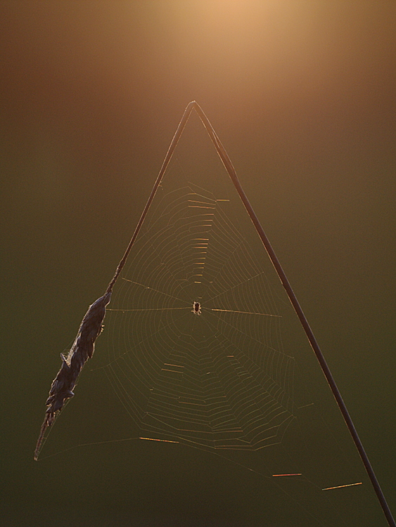 Spinnennetz am späten Abend