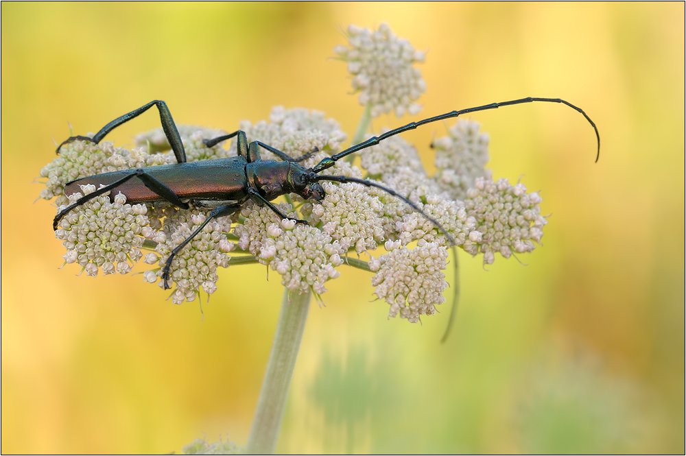 Moschusbock (Aromia moschata)