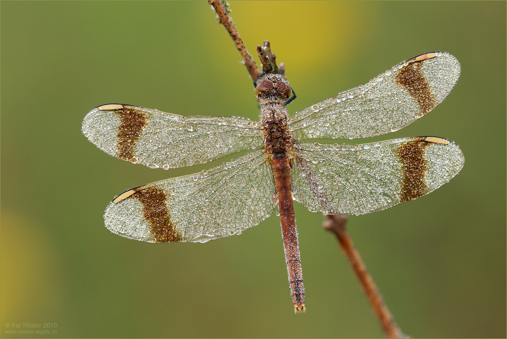 Gebänderte Heidelibelle (Sympetrum pedemontanum)