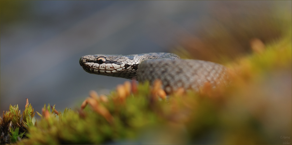 ~sssssssss~