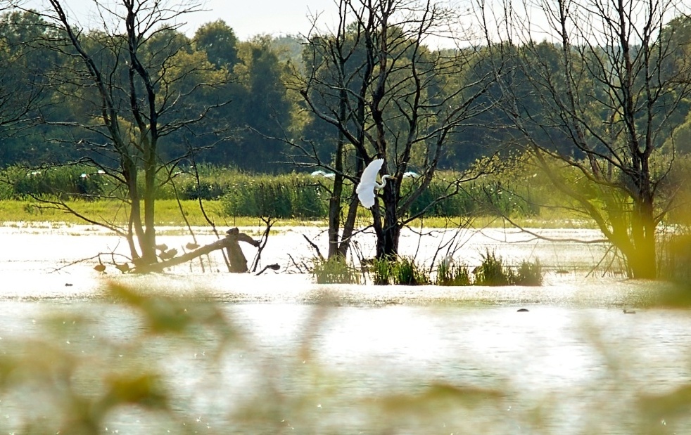 Mecklenburger Wildnis